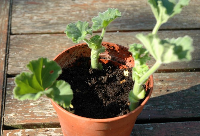 Calendrier lunaire des plantes et fleurs d'intérieur en septembre