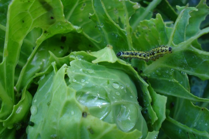 Comment se débarrasser des chenilles de chou et de cuillère à chou