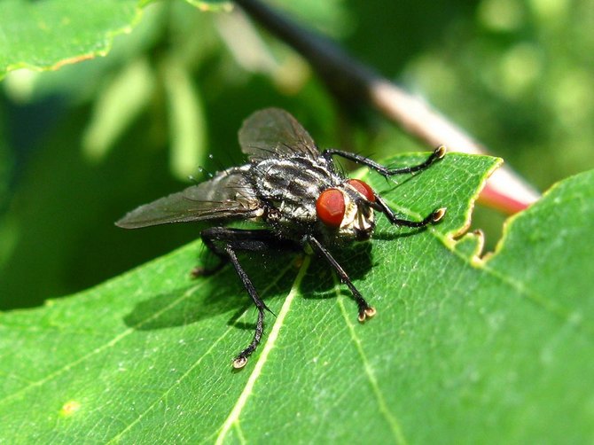 Nous détruisons les larves de la pelle, peut coléoptère, mouche du chou