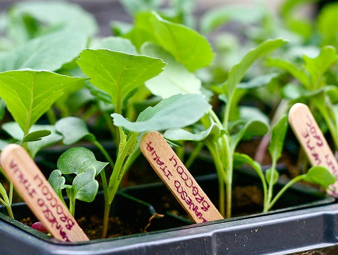 Cultiver des plants de chou-fleur