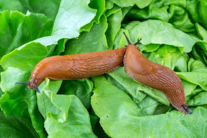 Remèdes populaires pour les limaces et les escargots