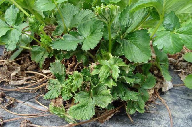 Transformer les fraises au printemps