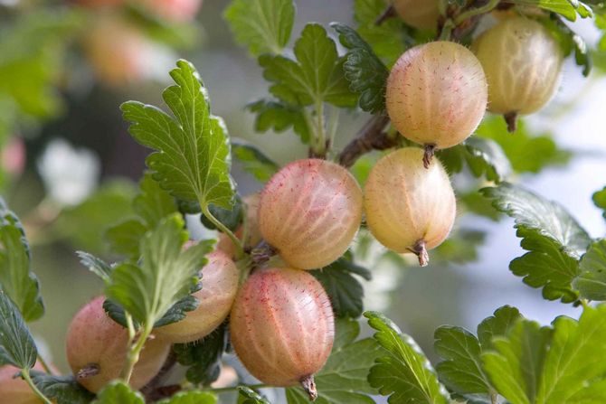 Cultiver des groseilles à maquereau sans produits chimiques: plantation, arrosage, alimentation