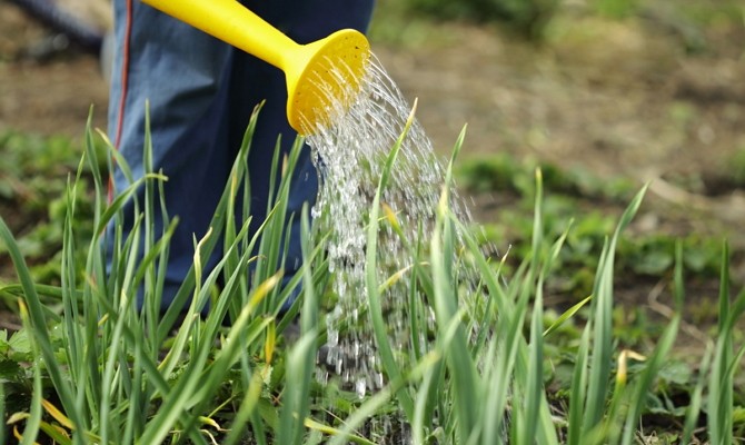 Fertiliser les oignons avec des engrais minéraux