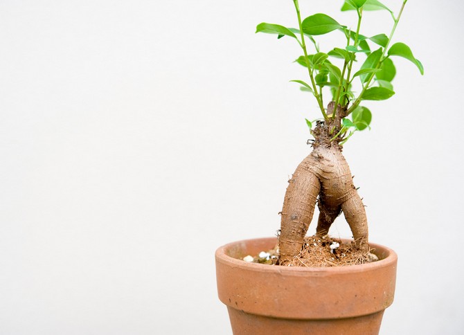 Une caractéristique frappante de l'apparence du ficus microcarpe est l'exposition d'une partie de son système racinaire