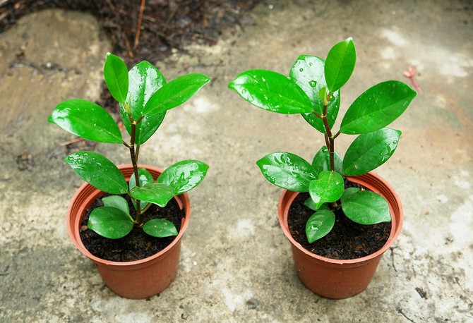 Reproduction du ficus microcarpe