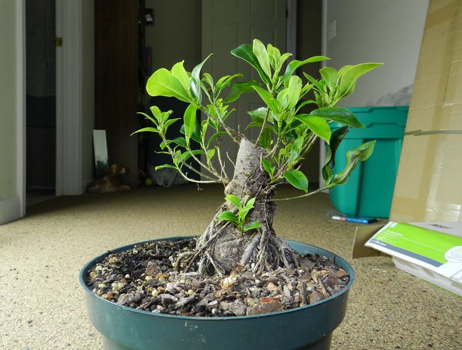 Prendre soin du ficus microcarpe à la maison