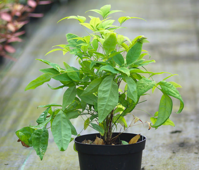 Reproduction de nandina