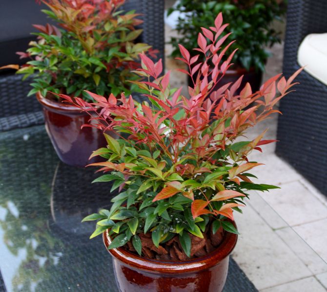 Prendre soin de Nandina à la maison