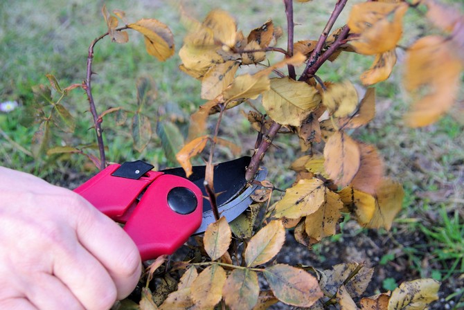 Préparer les fleurs pour l'hiver