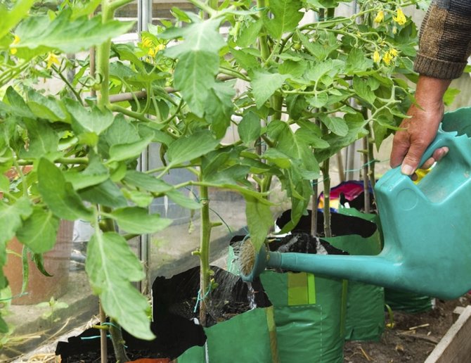 Concombres fertilisants: engrais minéraux et organiques