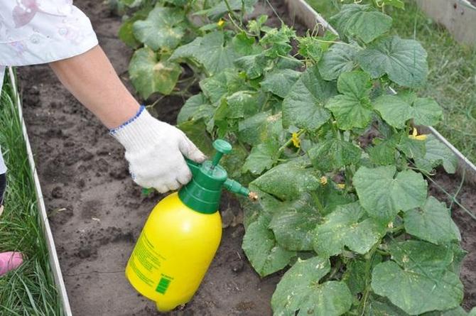 Fertiliser les concombres avec des engrais minéraux