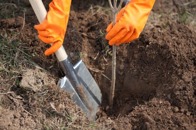 Planter un jeune plant de pomme