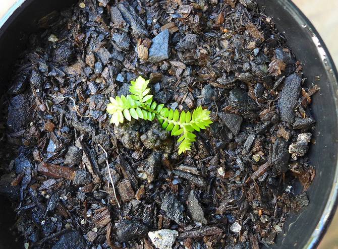 Reproduction de selaginella