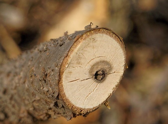 Lors de l'achat et de la plantation de plants de cassis, il est nécessaire de les examiner attentivement pour détecter la présence d'un ravageur.