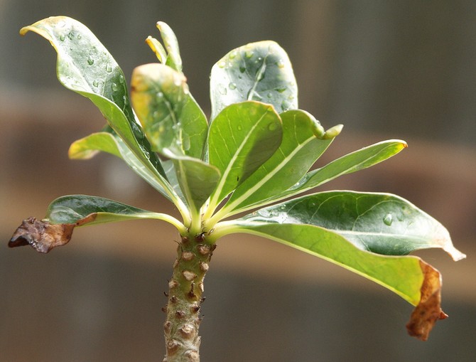 Pourquoi les pointes des feuilles des plantes d'intérieur sèchent-elles?