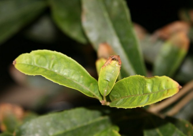 Un air intérieur trop sec cause de graves dommages aux plantes d'intérieur.