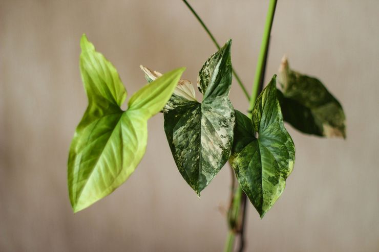 Taille du syngonium