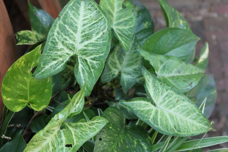 Syngonium à feuilles de jambe