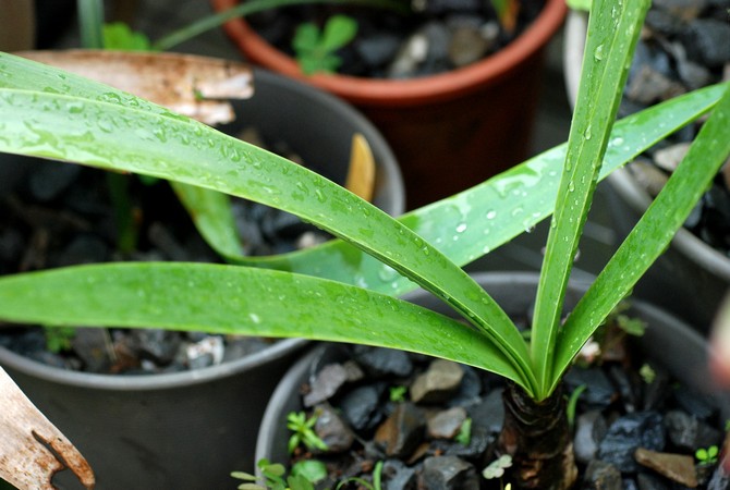 Comme toutes les plantes bulbeuses, le wallot doit être arrosé très soigneusement, en évitant l'engorgement du sol.