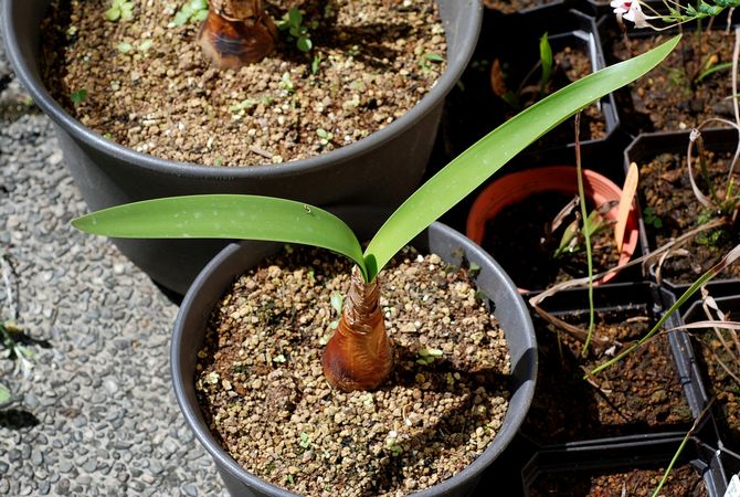 Vallota ne doit pas être transplanté fréquemment dans un sol frais.