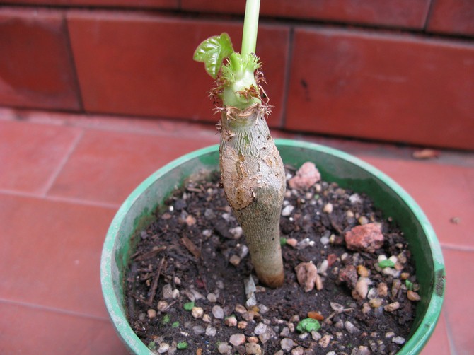 Il n'est pas nécessaire de nourrir le jatropha en hiver, mais au printemps et en été, ils fertilisent tous les mois