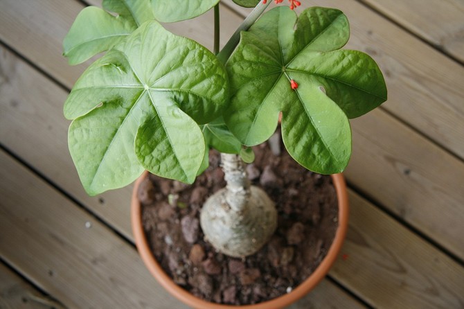 Soins Jatropha à domicile