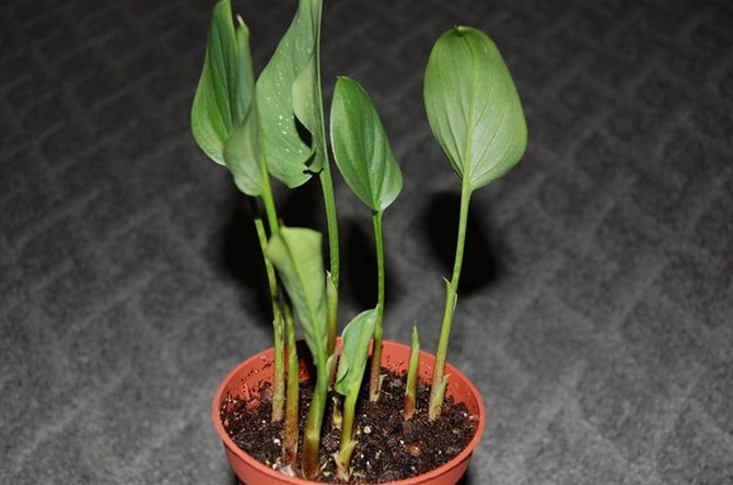 Reproduction de zantedeschia