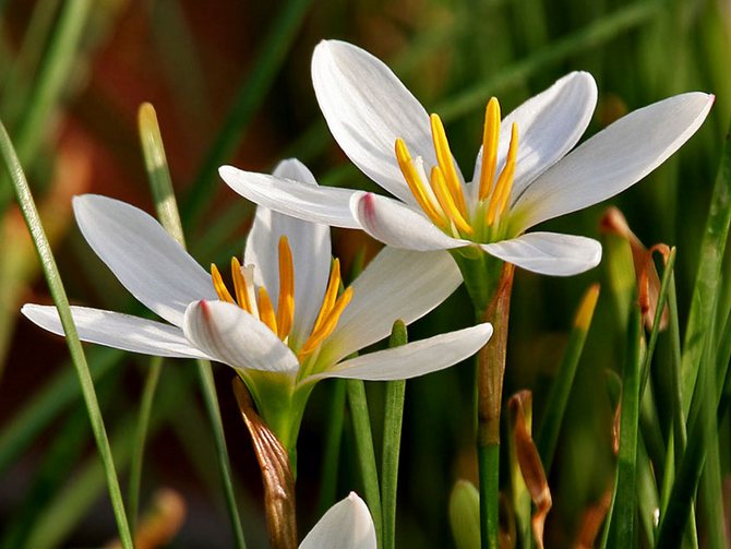 Zephyranthes - soins à domicile. Culture de zéphyranthes, repiquage et reproduction. Description, types, photos