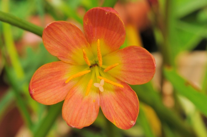 Types de zéphyranthes à fleurs rouges