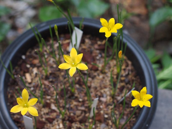 Un sol meuble, nutritif et neutre est idéal pour les zéphyranthes.