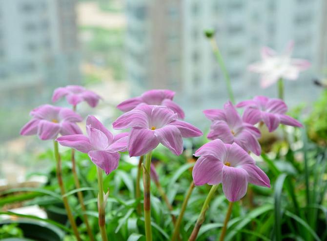 Soins à domicile pour les zéphyranthes