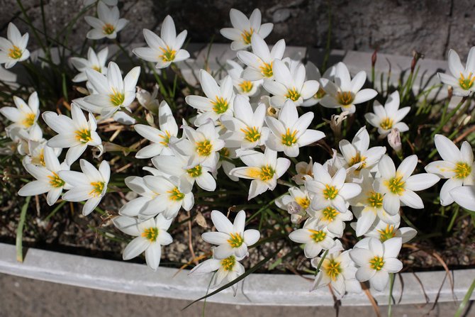 Types populaires de zéphyranthes