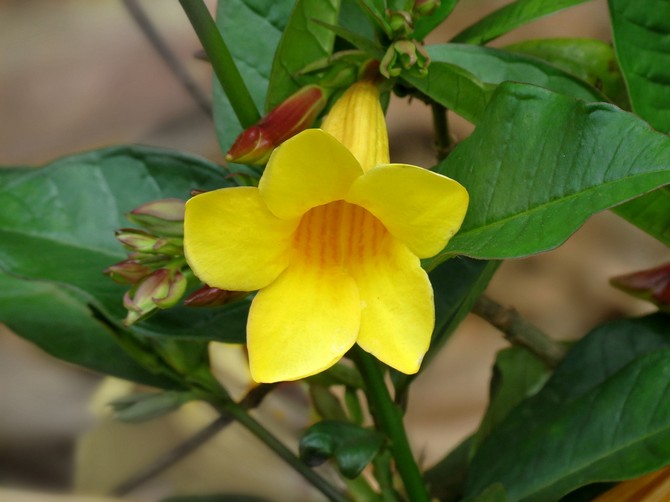 Allamanda - soins à domicile. Culture, transplantation et reproduction d'Allamand.Description, types. Une photo