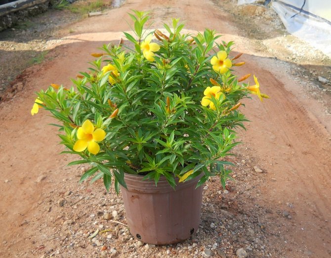 Un engrais universel pour plantes d'intérieur convient pour nourrir l'allamanda.