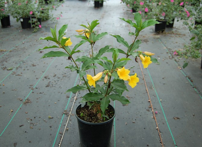 Reproduction d'allamanda