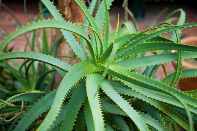 Le choix des plantes d'intérieur doit être abordé consciemment, en tenant compte de leurs qualités nettoyantes et protectrices dont vous avez besoin à un moment donné.