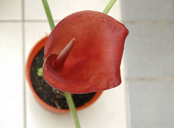 Amorphophallus en fleurs