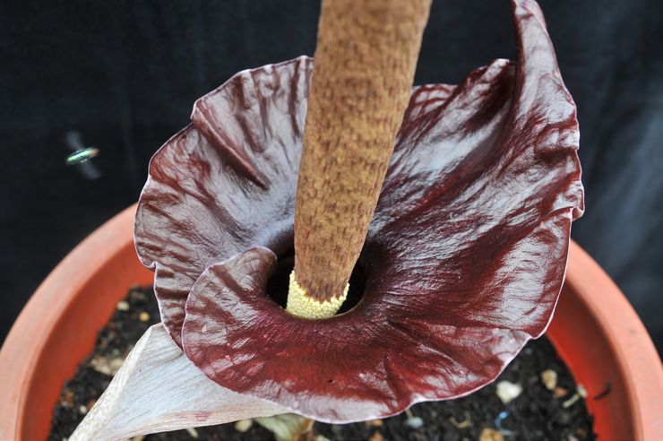 Cognac Amorphophallus