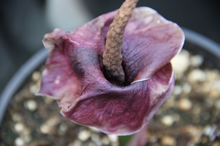 Description de l'amorphophallus