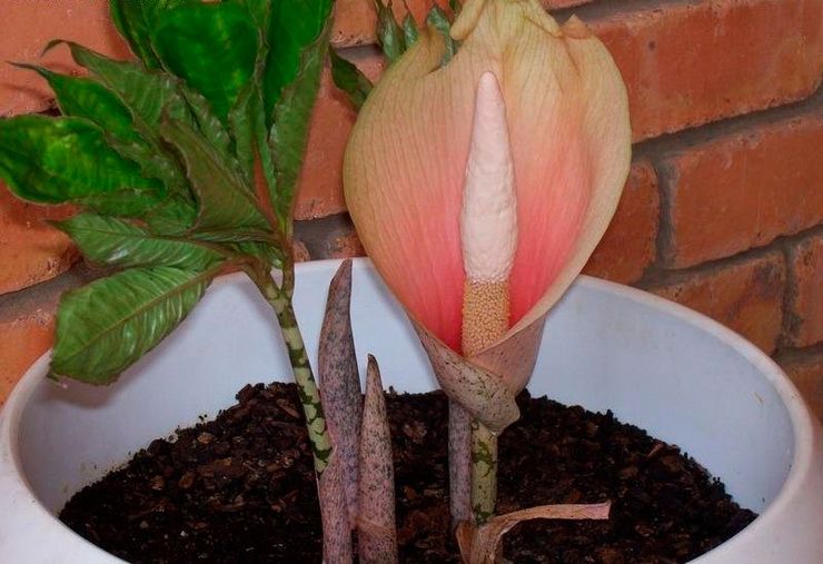 Amorphophallus en croissance