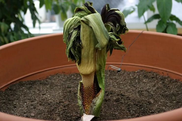 Période de repos de l'amorphophallus