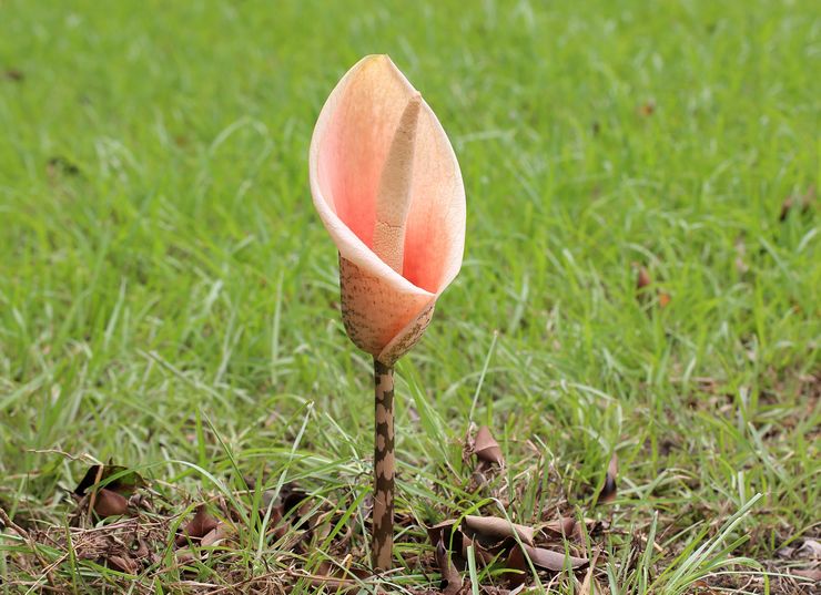 Fleur Amorphophallus