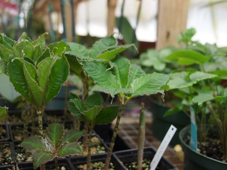 Méthodes de propagation de l'amorphophallus