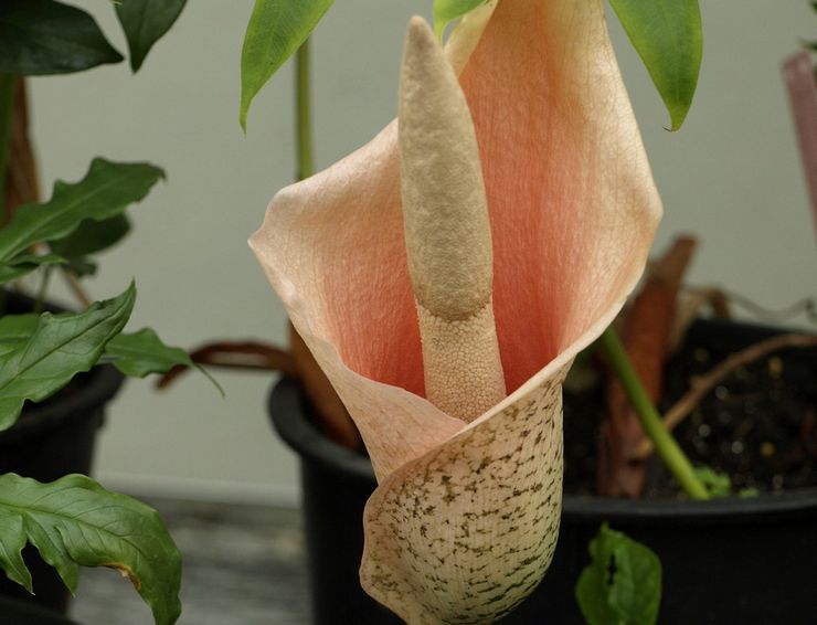 Soins de l'amorphophallus à domicile