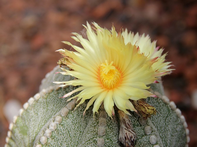 Astrophytum - soins à domicile. Culture de cactus astrophytum, transplantation et reproduction. Description. Une photo