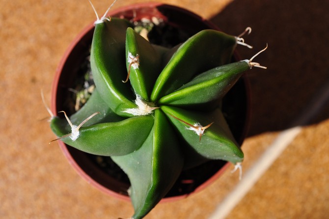 Un cactus doit être transplanté extrêmement rarement et seulement si le système racinaire a beaucoup grandi