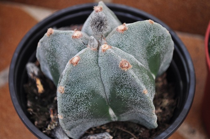 Pour planter de l'astrophytum, vous pouvez utiliser un mélange pour cactus.