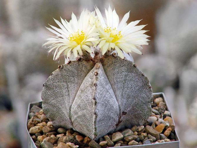 astrophytum est optimal pour la culture dans des appartements et des maisons privées.