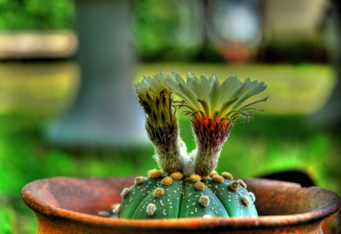 Prendre soin de l'astrophytum à la maison